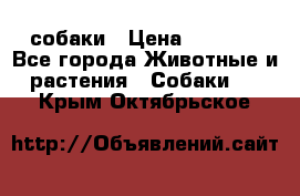 собаки › Цена ­ 2 500 - Все города Животные и растения » Собаки   . Крым,Октябрьское